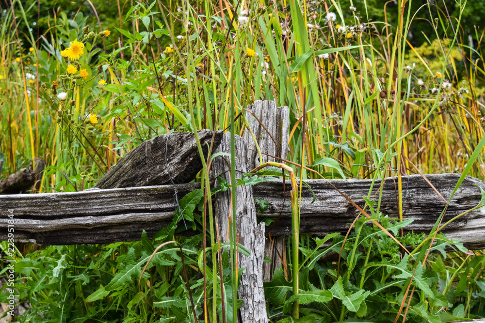Old fence on a park Old fence on a park