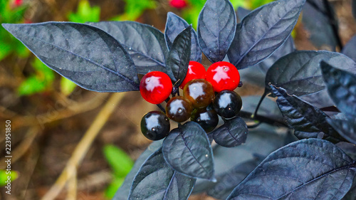 Red & black pearl ornamental pepper 