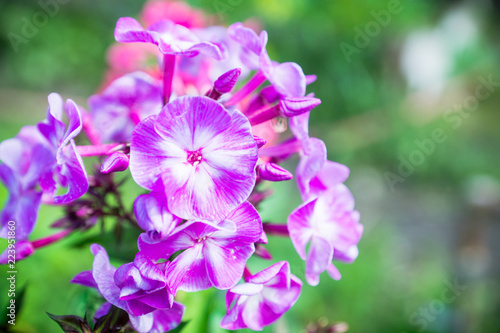 Phlox in the garden. Shallow depth of field.