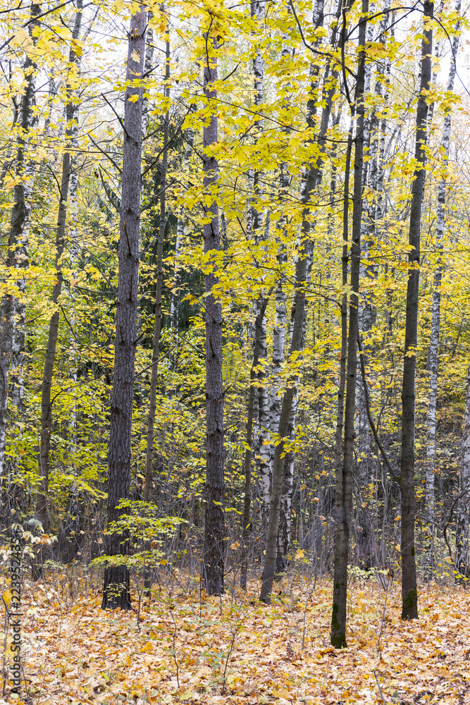 autumn landscape. forest trees with yellow foliage and fallen leaves autumn landscape. forest trees with yellow foliage and fallen leaves