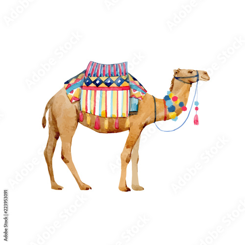 Watercolor camel illustration