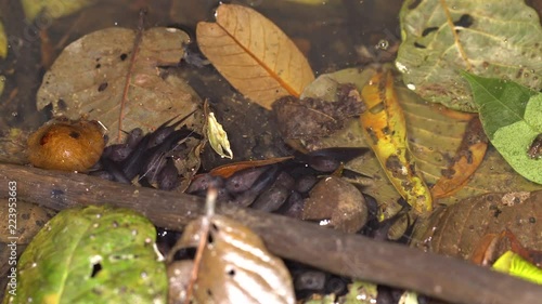 Tadpoles of the Map Treefrog (Boana geographica) at the edge of a lake in the Ecuadorian Amazon. The tadpoles group together and swim in schools to avoid predators. photo