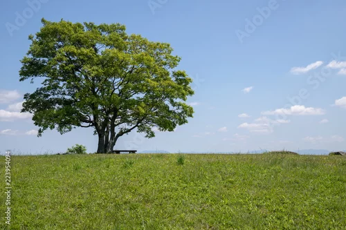 Obraz Osamotniony duży zielony drzewo na szczycie Mt Kyama w Sakaide mieście, Shikoku, Japonia