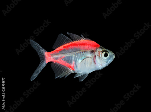  Aquarium fish, colorful fish isolate on black (Siames glassfish )