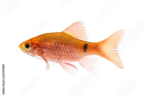 Aquarium fish, Rosy Barb ( Puntius conchonius)