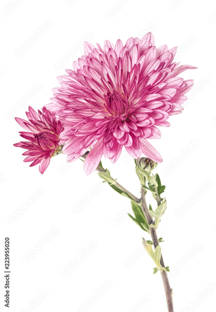 Beautiful chrysanthemum flower isolated on white background Beautiful chrysanthemum flower isolated on white background