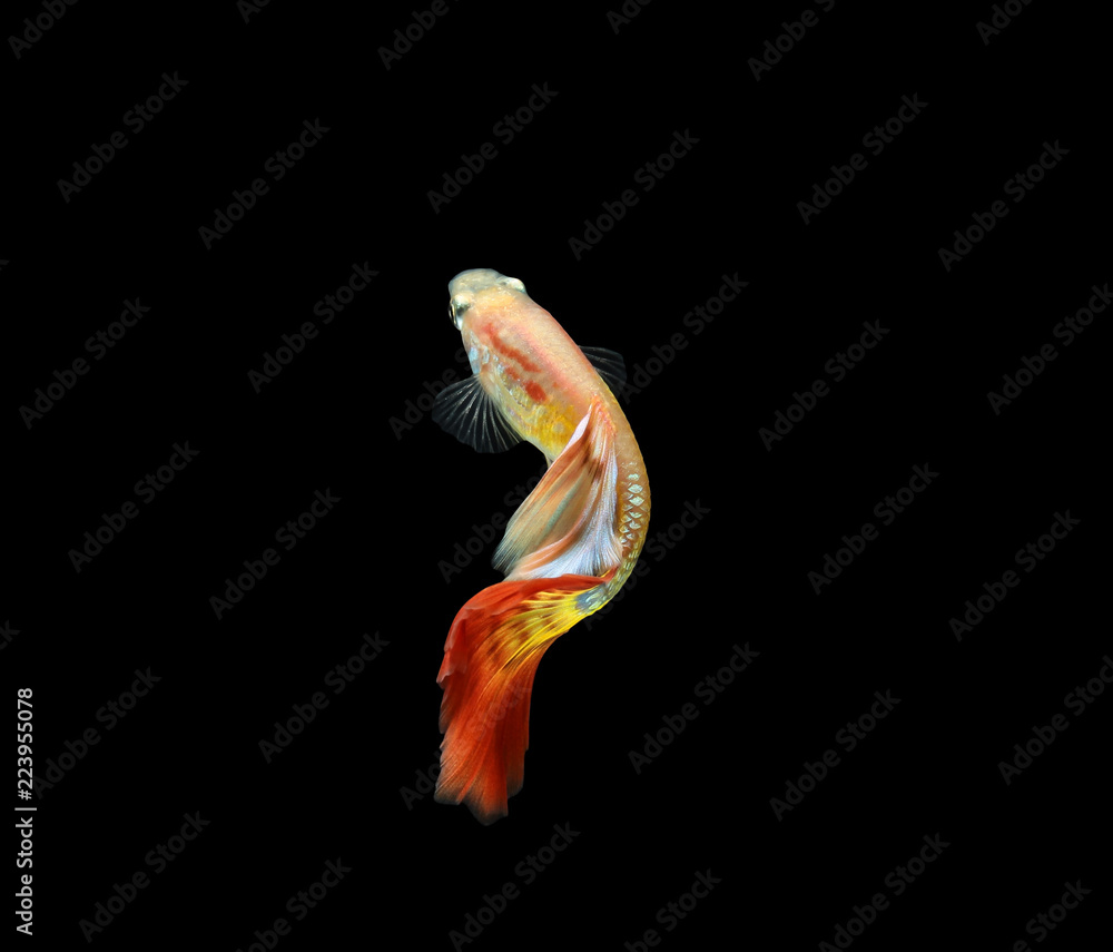 Fototapeta premium Guppy fish isolated on black background (Poecilia reticulata)