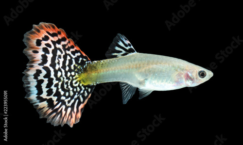 Guppy fish isolated on black background (Poecilia reticulata)