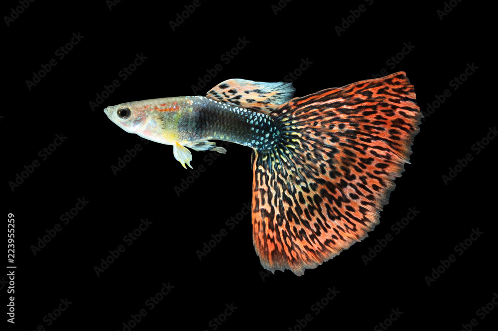 Fototapeta premium Guppy fish isolated on black background (Poecilia reticulata)