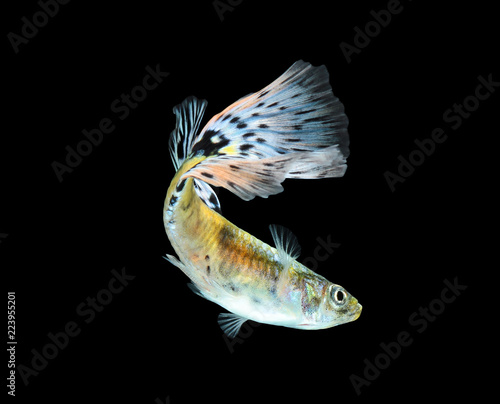 Guppy fish isolated on black background (Poecilia reticulata)