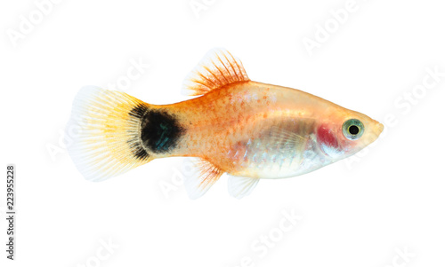 Molly fish isolated on white