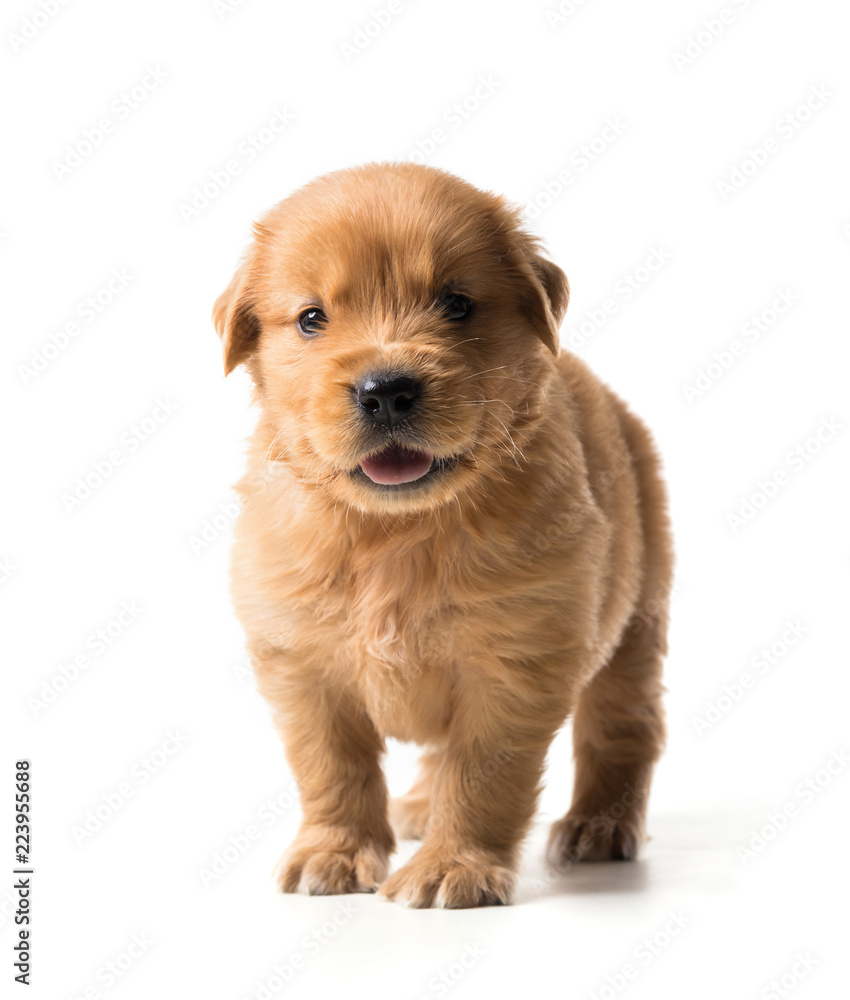 Cute Golden Retriever Puppy isolate on white background. Cute Golden Retriever Puppy isolate on white background.