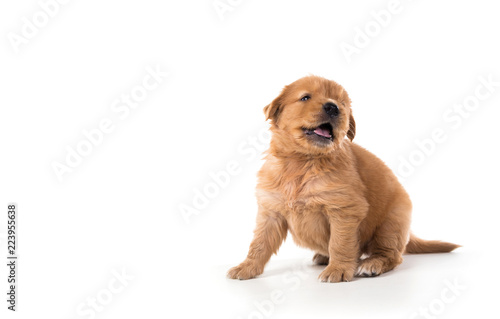 Cute Golden Retriever Puppy isolate on white background.