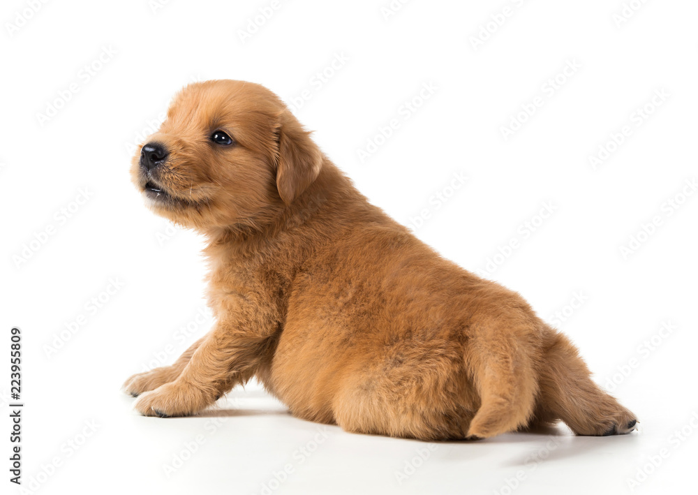 Cute Golden Retriever Puppy isolate on white background.
