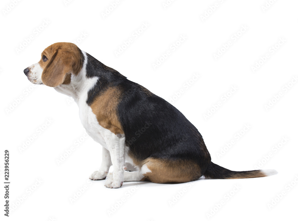 beagle dog isolated on white background