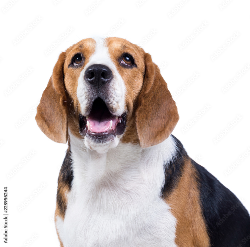 beagle dog isolated on white background