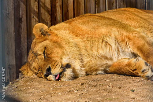 Fototapeta Naklejka Na Ścianę i Meble -  portrait of a sleeping lioness