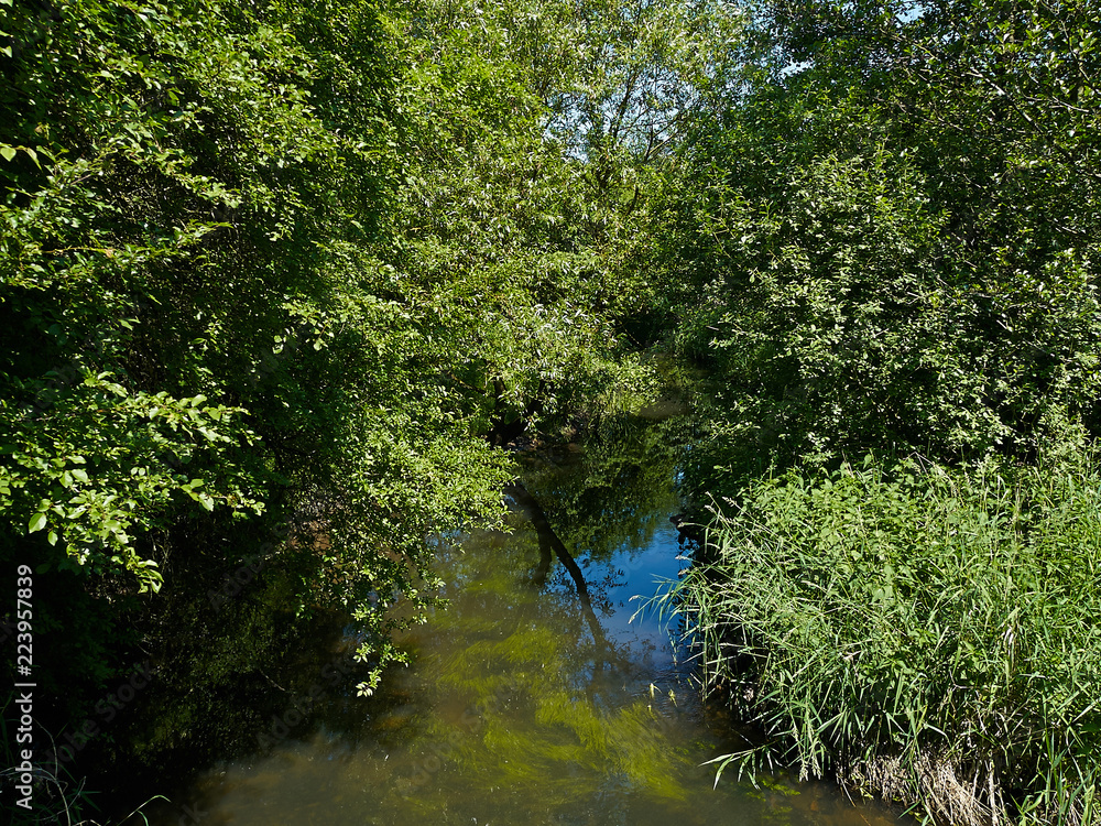 Small beautiful brook stream in a forest Small beautiful brook stream in a forest