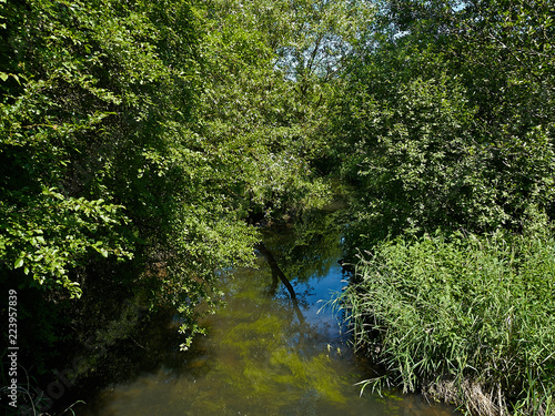 Small beautiful brook stream in a forest