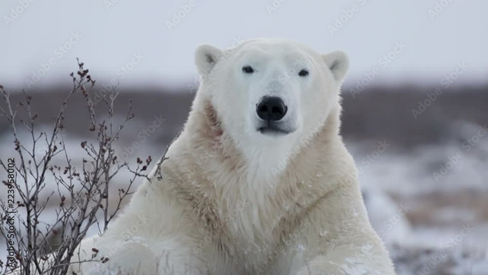 Polar bear looking at the Camera
Beautiful close shot of Polar bear looking at the camera
Polar bear looking at the Camera
Beautiful close shot of Polar bear looking at the camera