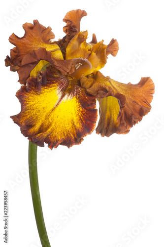 Fototapeta Naklejka Na Ścianę i Meble -  iris flower isolated