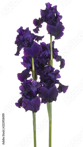 Fototapeta Naklejka Na Ścianę i Meble -  iris flower isolated