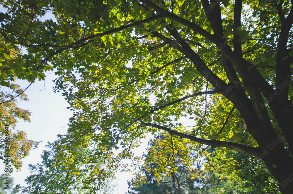 Looking up through the green leaves of the park under the summer sun. Looking up through the green leaves of the park under the summer sun.