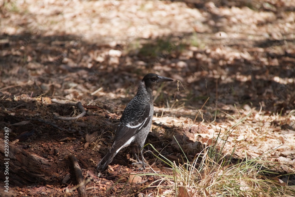 magpie magpie