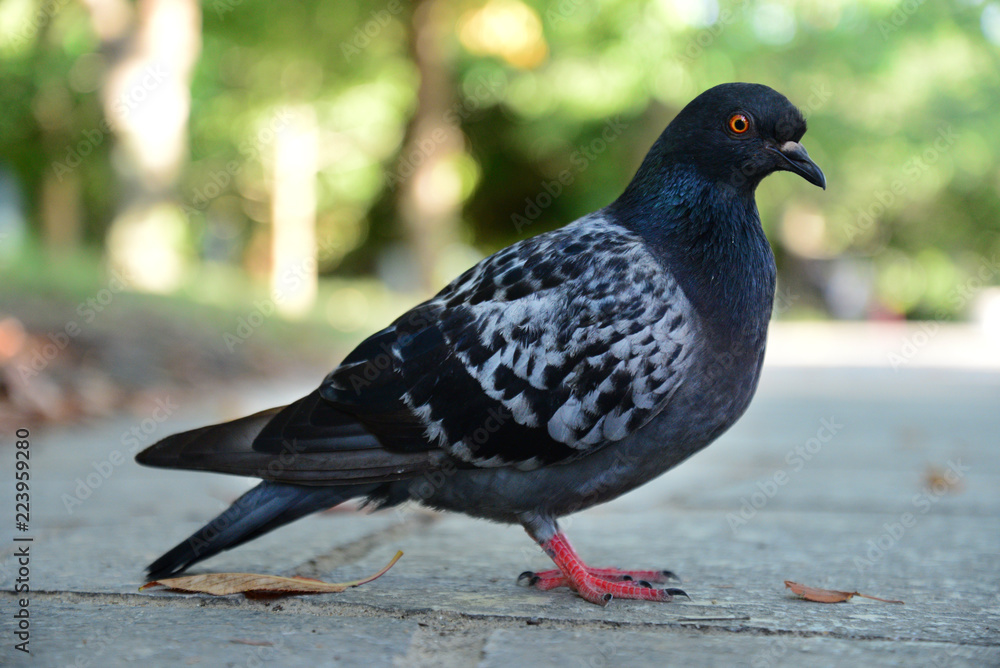 Fototapeta premium ハト