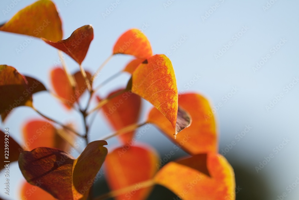 sapium leaves sapium leaves
