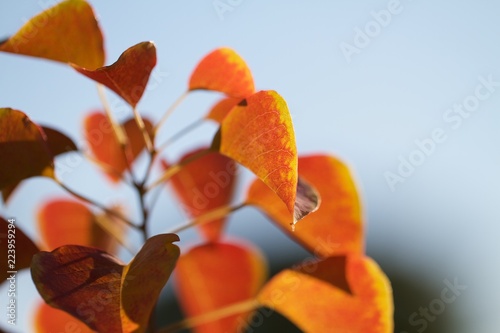sapium leaves