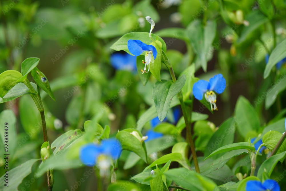 26 最適な 蛍草 画像 ストック写真 ベクター Adobe Stock