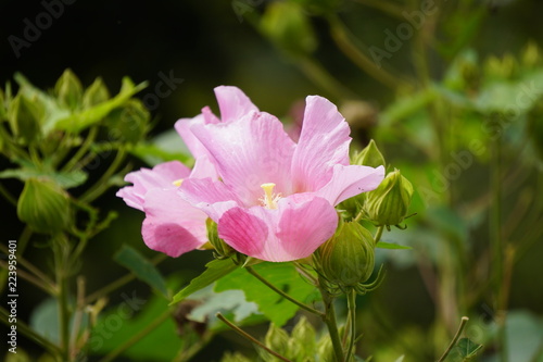 芙蓉