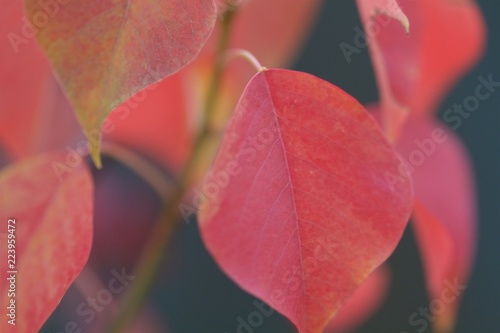 red autumn leaves photo