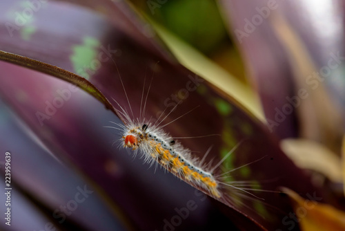 fluffy caterpillar macro insect