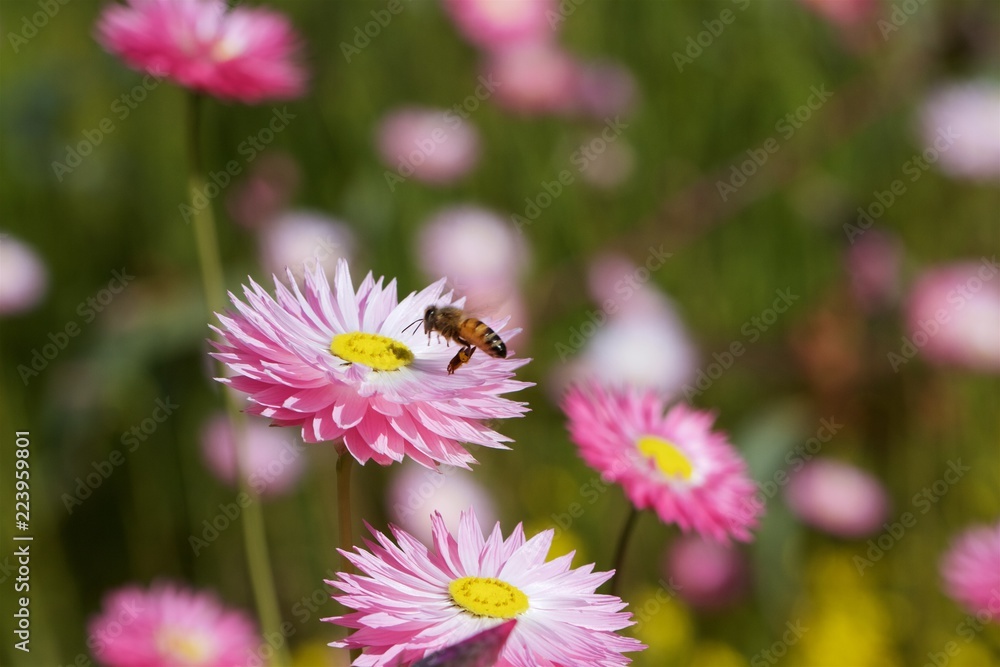 Obraz premium everlastings with bee