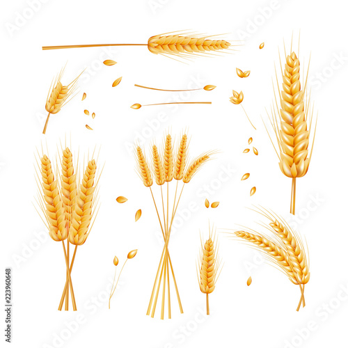Wheat bunch, grain and dried wheat ears isolated on white background. Gold harvest. Bakery and agriculture design elements. Healthy food symbol. Vector illustration for Your design.