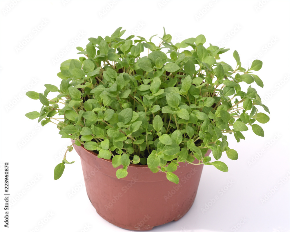 Majoran, Origanum, majorana, Keimling, Jungpflanze Majoran, Origanum, majorana, Keimling, Jungpflanze