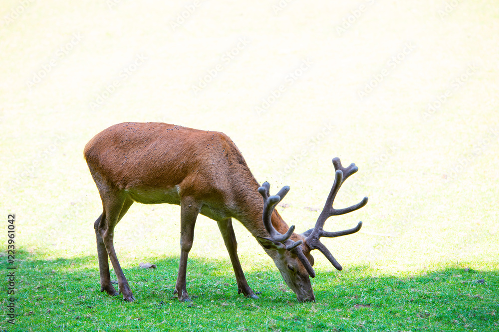 Naklejka premium portrait of male deer with a lot of flies