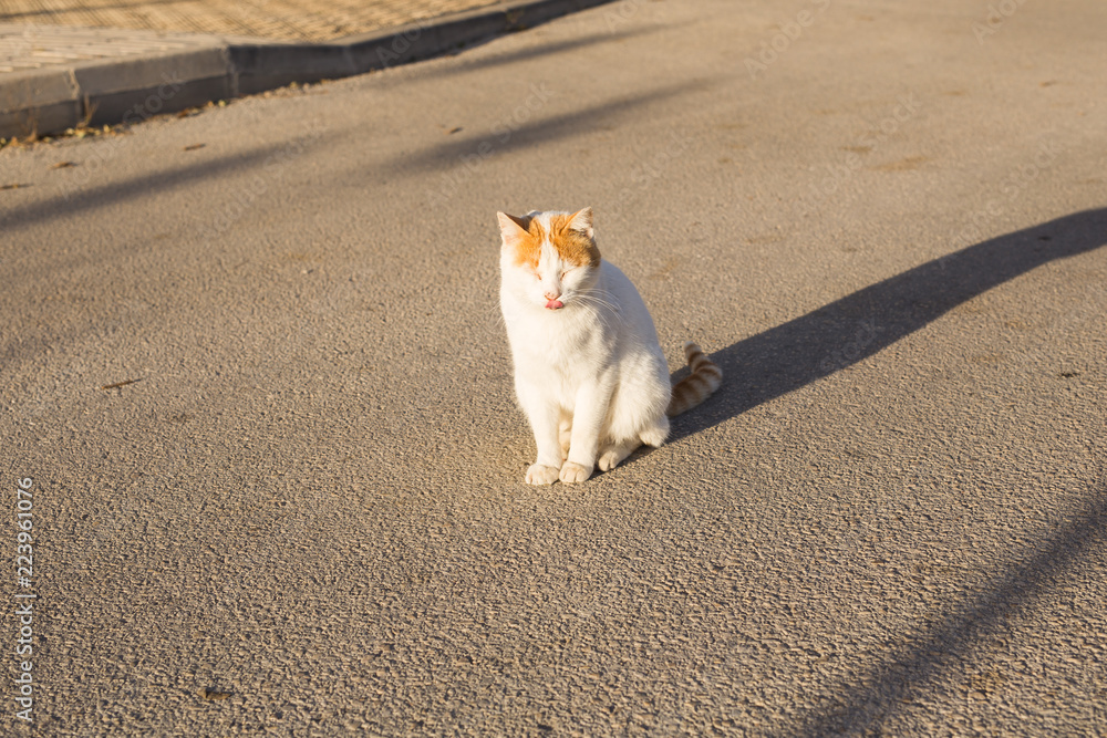 Concept of homeless animals - Cute cat outdoors Concept of homeless animals - Cute cat outdoors