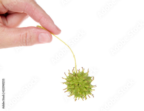 Caucasian female hand holding one Sweet gum tree seed pod from Liquidambar styraciflua, commonly called American sweet gum a deciduous tree in the genus Liquidambar native to warm temperate areas photo