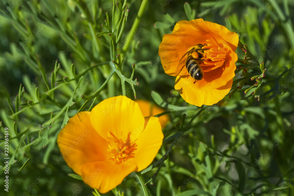 the bee collects honey from the yellow flower the bee collects honey from the yellow flower