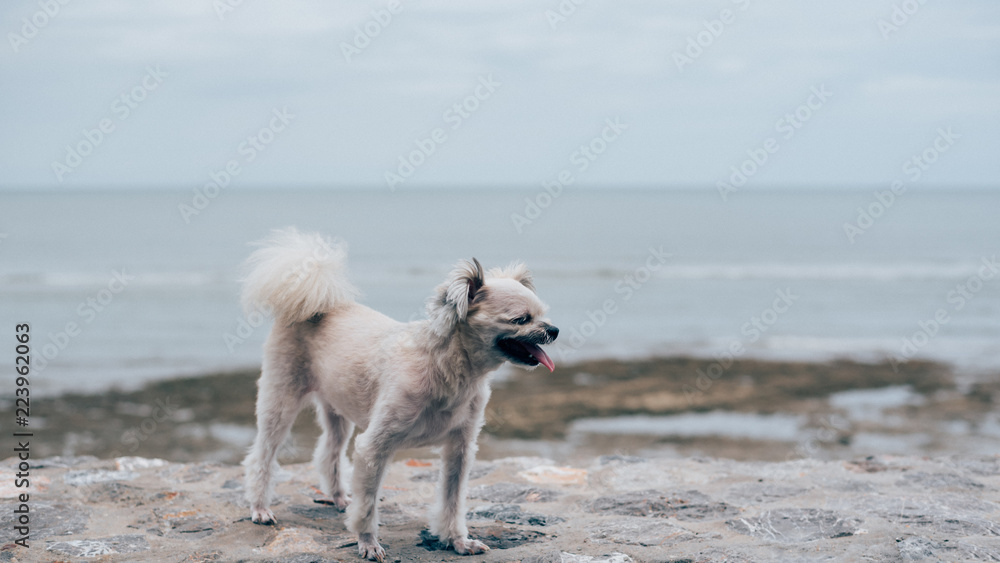 Dog happy fun on rocky beach when travel at sea Dog happy fun on rocky beach when travel at sea