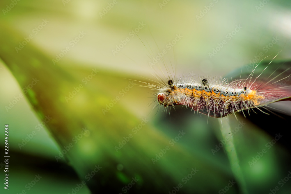 Hairy Caterpillar, Tussock Moth, Halysidota species,macro