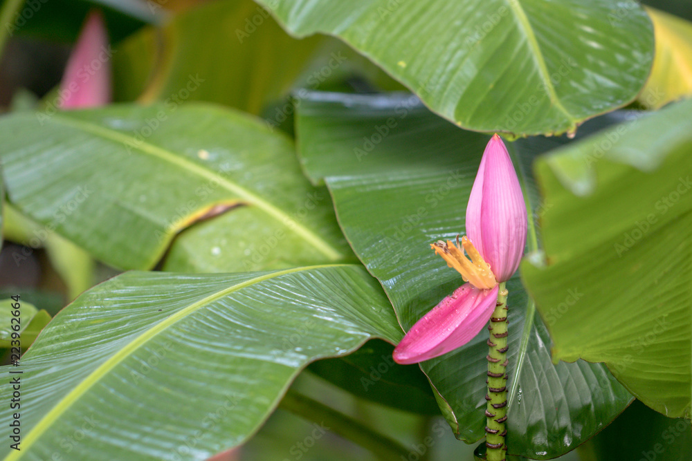 Banana blossom in the garden ( Flowering banana or Musa ornata Roxb.) Banana blossom in the garden ( Flowering banana or Musa ornata Roxb.)