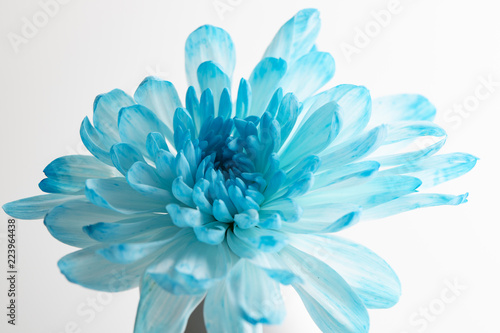 Beautiful blue chrysanthemum flower over the bottle on white background © teerasub
