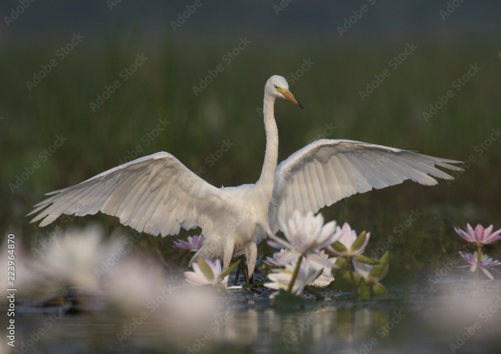 Fototapeta premium Egret in water lily pond