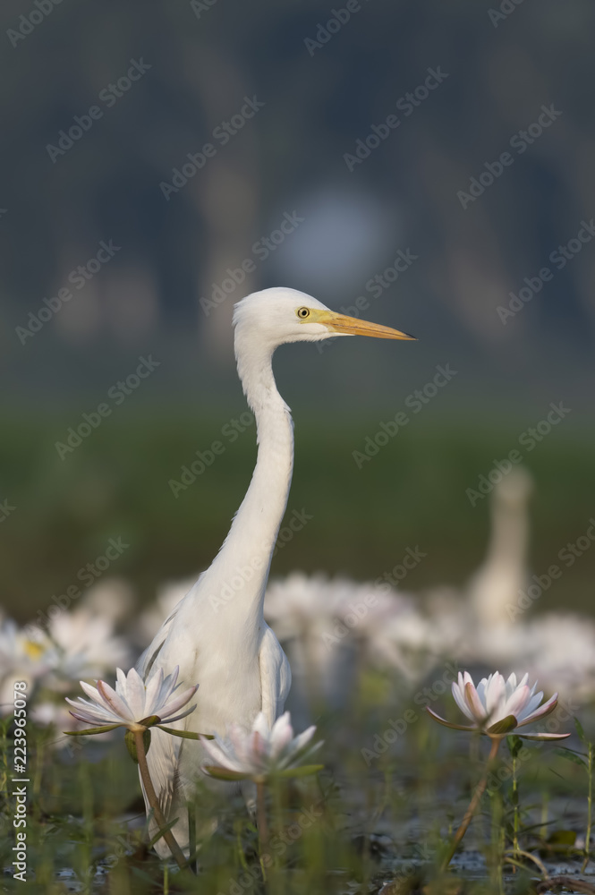 Egret in water lily pond Egret in water lily pond