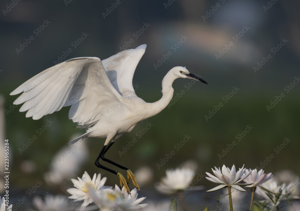 Little egret Flying in pond of flowers Little egret Flying in pond of flowers