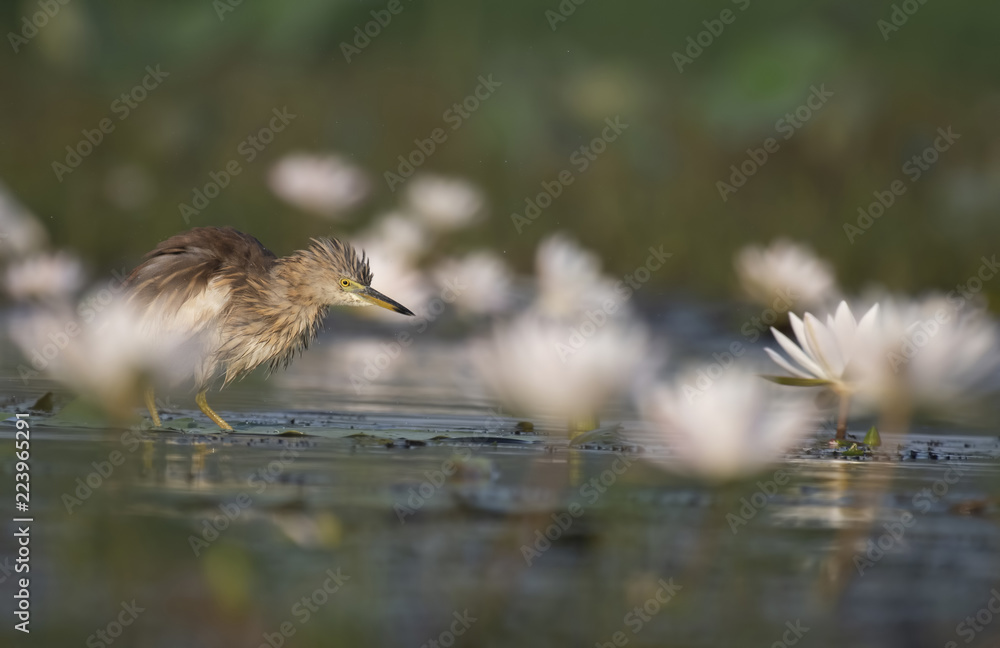 Fototapeta premium Indian Pond heron